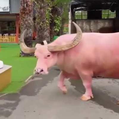 The Pinkest Bull you'll ever see.