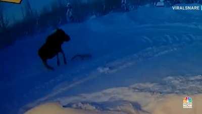 Moose shadding his antlers - (Houstan-Alaska). Many people mistakenly believe antler collectors are hunters. They do not harm animals and just find and collect it from forest.