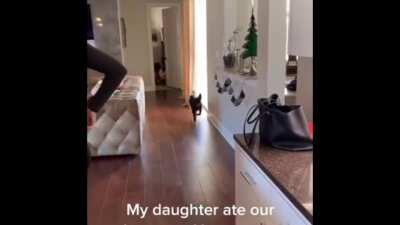 Trying the dogs food