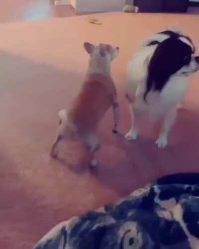 Волк говно не скажет, волк говно покажет. АУФ ☝️