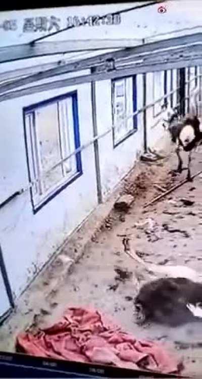 Ostrich rips its own head off trying to free itself after getting stuck