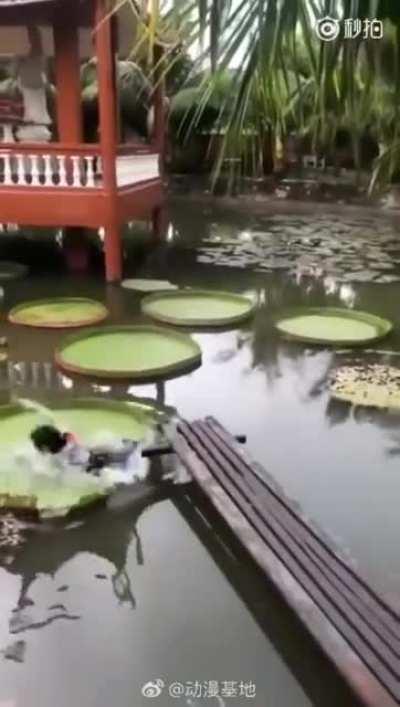 HMC, I will walk on the Victoria Regia