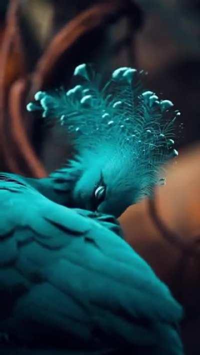 Victoria Crowned Pigeon