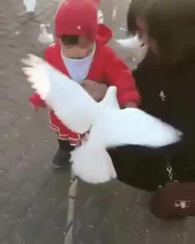 wtf indeed for that bird