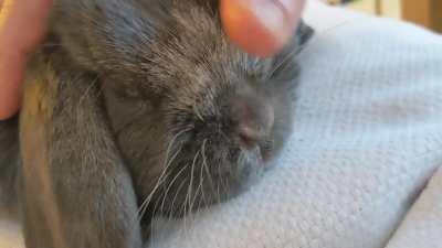 Falafel getting some attention this morning.