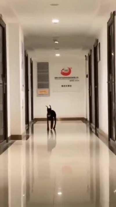 Doggo with floppy ears :)