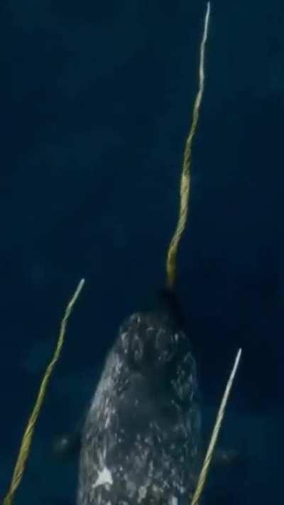 🔥 Narwhal, a medium-sized toothed whale, found only in the arctic waters. It has a solitary tusk sticking out, which can be around 10 feet in length. Absolutely phenomenal creatures!