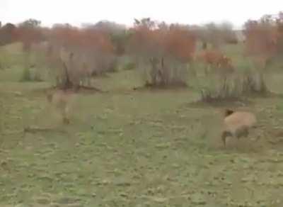 To steal an antelope of a cheetah for din dins