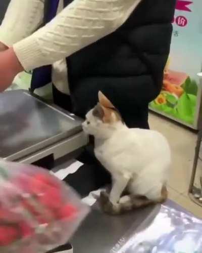Cashier Cat