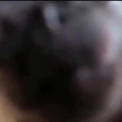 Monke kiss <3 monke love <3