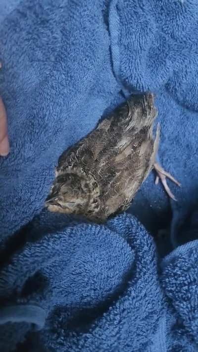 Help, quail having seizures??