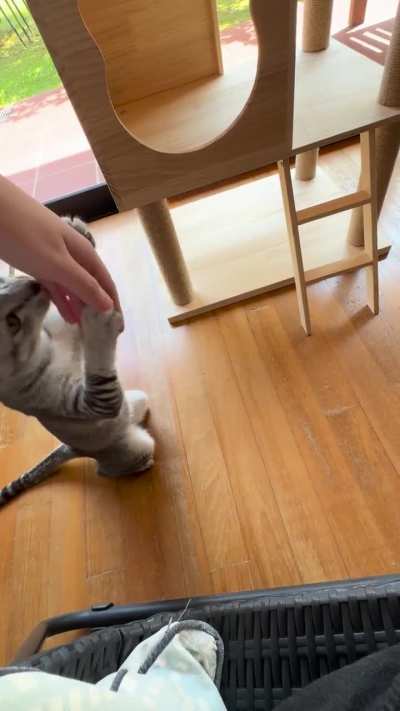 He brought my hand down to petting level