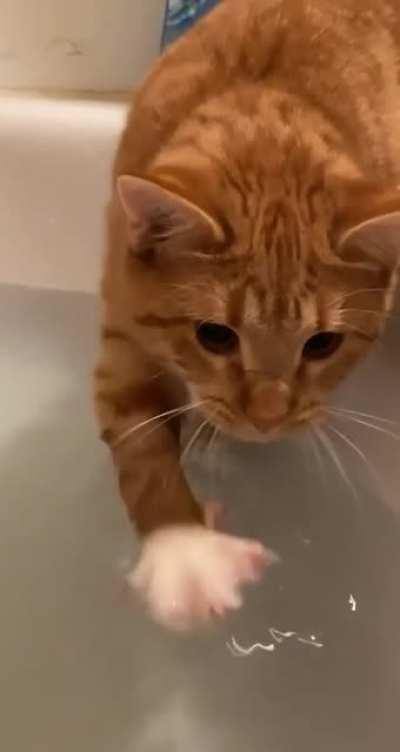 Is your cat scared of water?