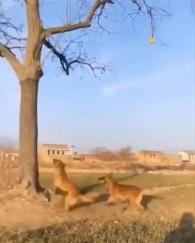 Use your environment