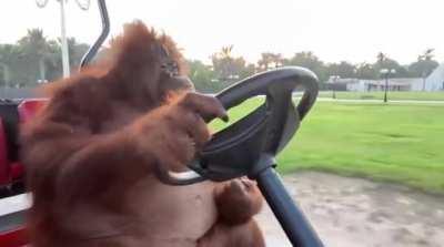 This Orangutan is a better driver than me, so calm.