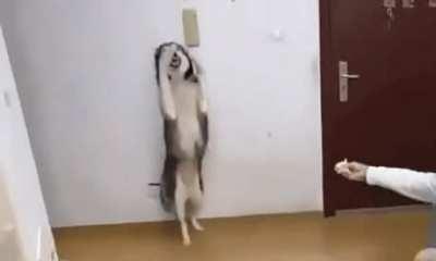 Husky smelling Durian