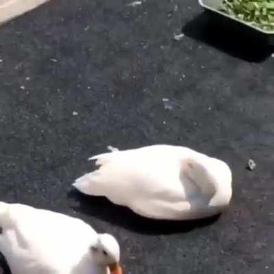 Weird Duck Not Like The Others