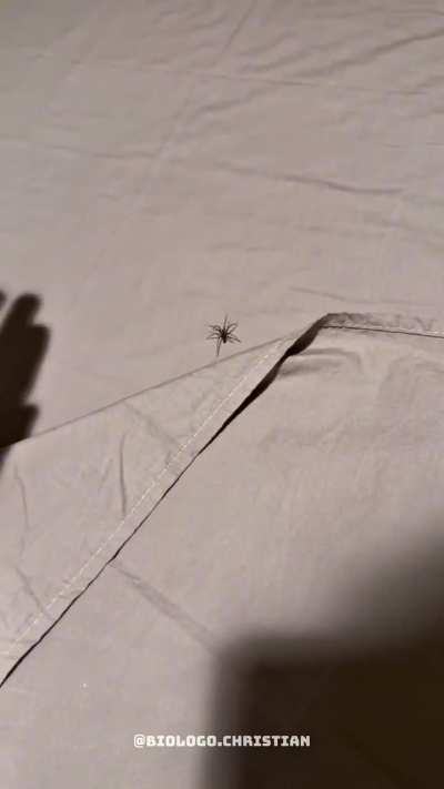 Várias Loxosceles em um quarto alugado