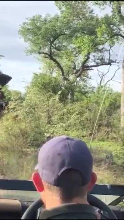 African elephant charges and flips safari jeep