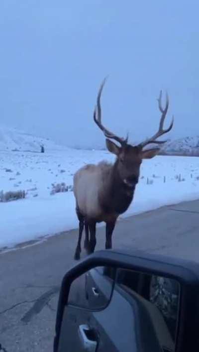 Challenging an Elk to a duel.