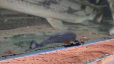 polypterus congicus chowing on cariba piranhas