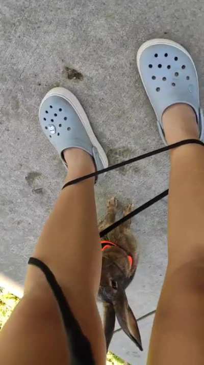 Rabbits are know to circle your feet as a form of affection