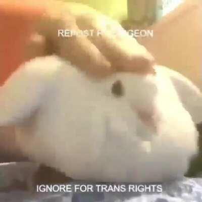 gotta repo for pigeon