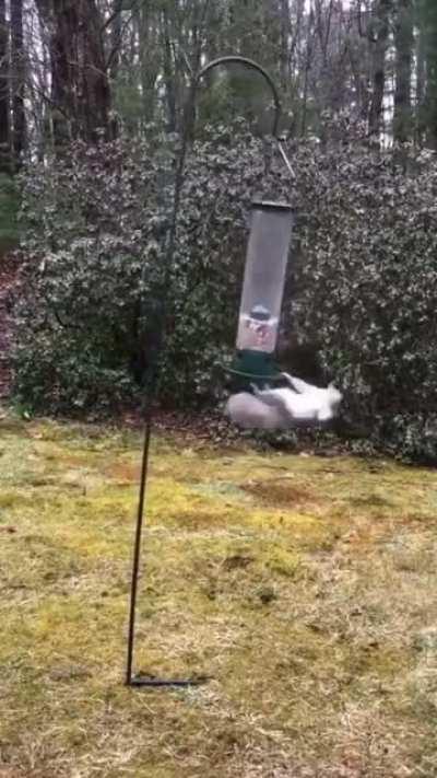 sincap_uçmayı_öğreniyor.mp4