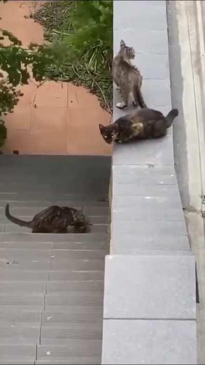 No kitty left behind