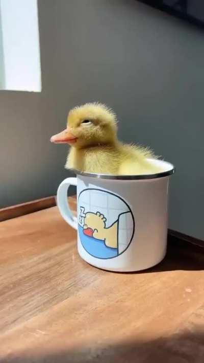 My day was brightened by this small guy 😊