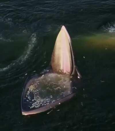 [No spoilers] The mouth seems familiar, if it only were on ice (credit to LatinoEra)