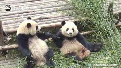 A panda a day keeps the sorrow away