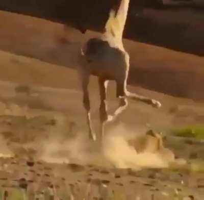 Жираф vs Котик