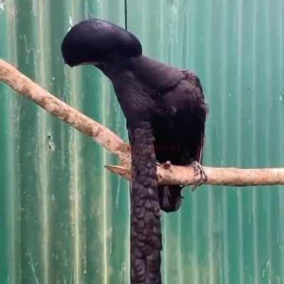 Неведомая, странная, пернатая херня