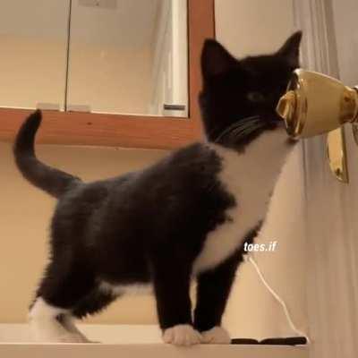 [OC] Saw this cat video and thought they were similar :)