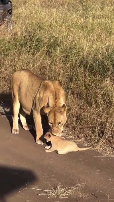 A lion cub showcasing its roar for a group of tourists