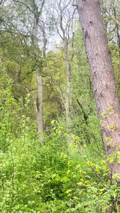 Very odd sound in the woods near my house… (UK)