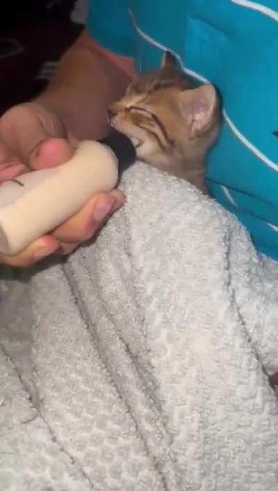 This cuteness appeared in my garage after Houston storm