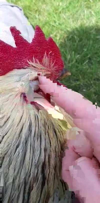 This is my rooster Pros-Père, chilling with me after a long day of walking around the garden with his chickens.