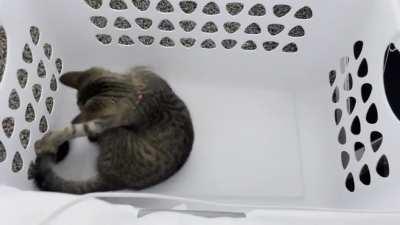 Attempting to fight crime while being a criminal himself