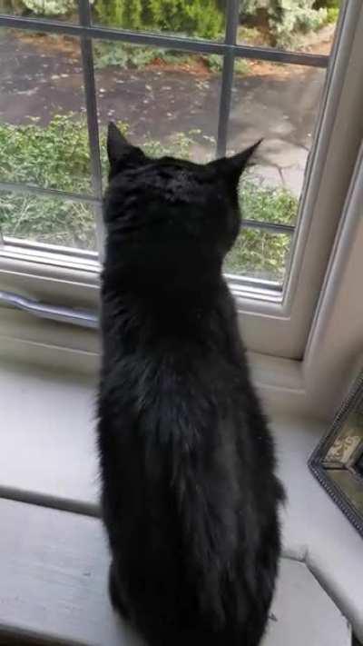 Our deaf cat used to startle easy, though she was always happy when she knew it was us (sound on)