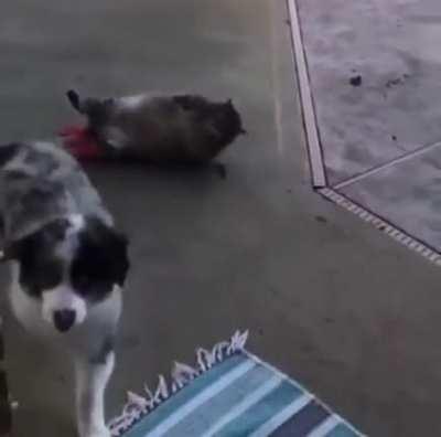 The Secret Life of Pets cat in real life