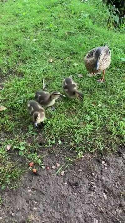 It’s my cake day 🥳 hope you enjoy these lil quackers as much as I did