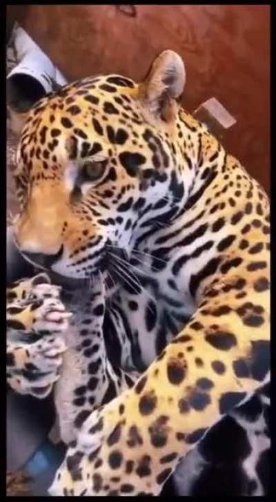 Rubbing belly chubby cat