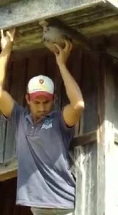 Hornet nest removal, Brazilian style.