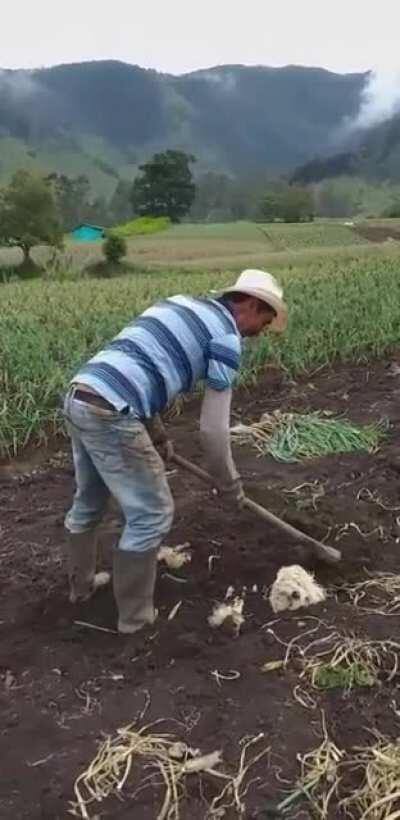 It's a dog-planting season