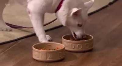 Woman claims that her dog turned vegetarian and didn't crave meat anymore. Dog proves her wrong.