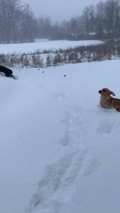 Their reaction to over a foot of snow 🦮🐕‍🦺