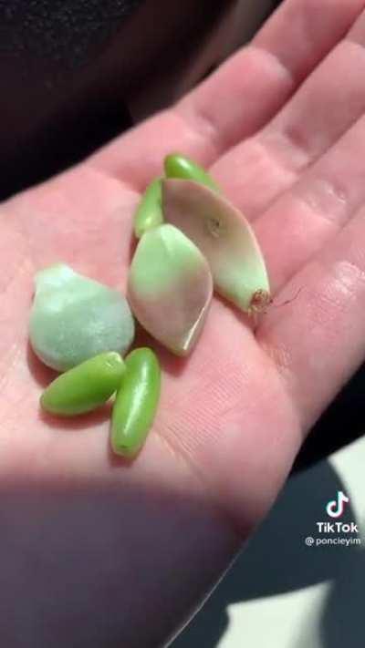 Just buy the plant ...🌱 psa: Kids! Stealing is bad and so is making tiktoks!