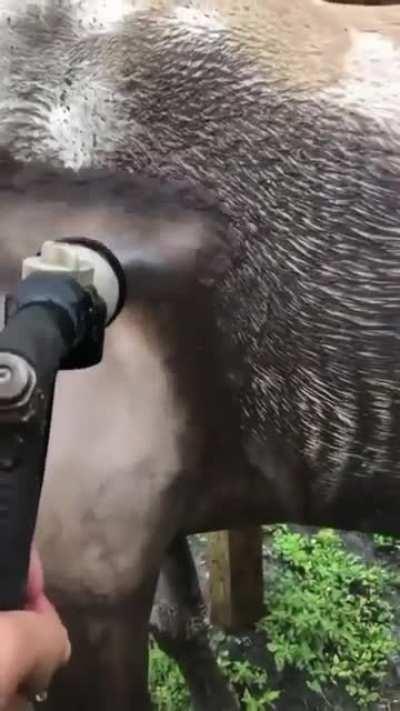 From horseappreciation on Instagram